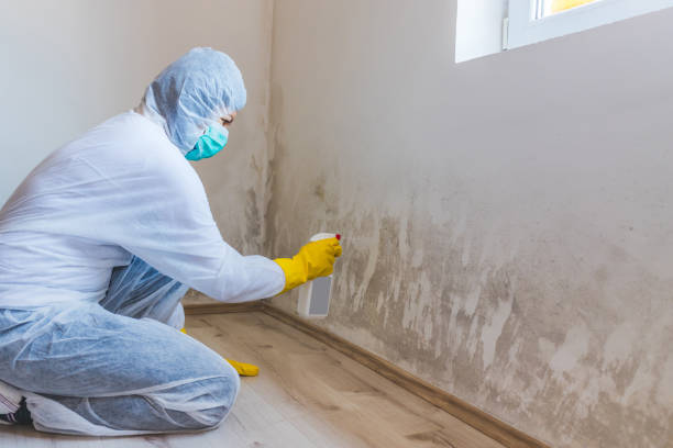 Licensed Mold Remediation service in Auburn, KY - 24 Hour Mold Removal