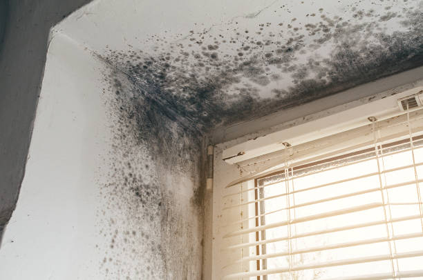 Affordable Mold Remediation solutions in Auburn, KY